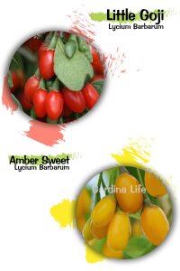 Goji Berry ( Kurt Üzümü ) Fide Seti 2 Adet ( Sarı Ve Kırmızı ) - 1