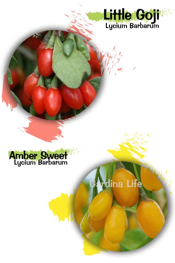 Goji Berry ( Kurt Üzümü ) Fide Seti 2 Adet ( Sarı Ve Kırmızı ) - 1