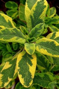 Gold Adaçayı Fidesi ( Salvia Officinalis ) Goldblatt  - 1