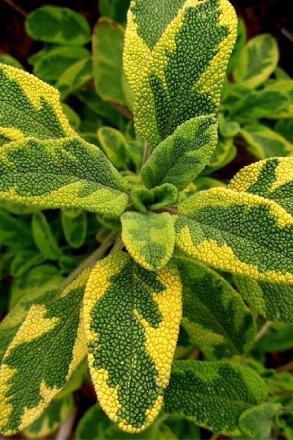 Gold Adaçayı Fidesi ( Salvia Officinalis ) Goldblatt 
