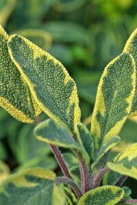 Gold Adaçayı Fidesi ( Salvia Officinalis ) Goldblatt  - 4