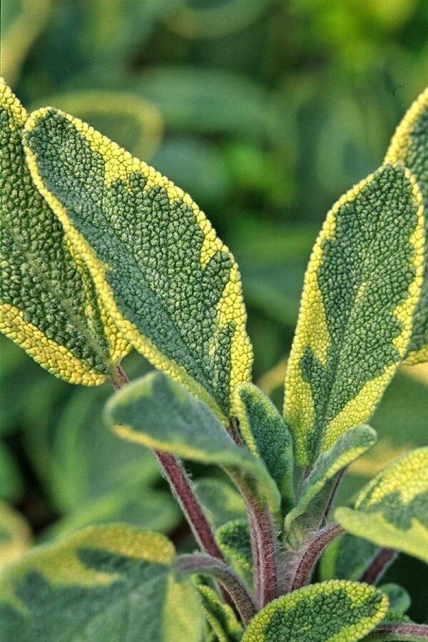 Gold Adaçayı Fidesi ( Salvia Officinalis ) Goldblatt  - 4