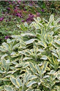 Gold Adaçayı Fidesi ( Salvia Officinalis ) Goldblatt  - 5