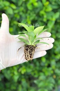 Green Princess Philodendron Fidesi  ( Philodendron Hederaceum ) - 2