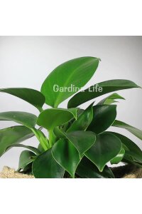 Green Princess Philodendron Fidesi  ( Philodendron Hederaceum ) - 3