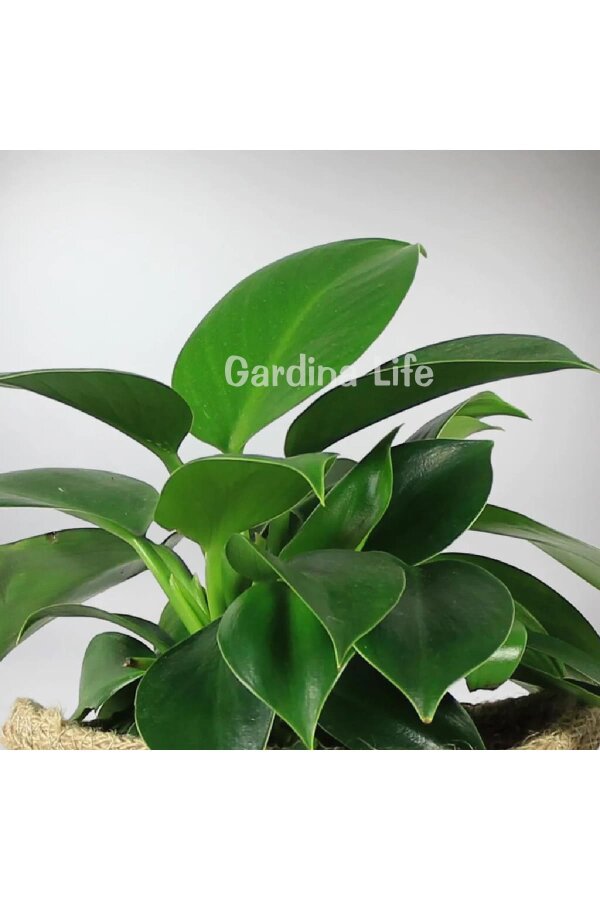 Green Princess Philodendron Fidesi  ( Philodendron Hederaceum ) - 3