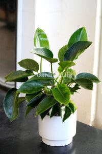 Green Princess Philodendron Fidesi  ( Philodendron Hederaceum ) - 4