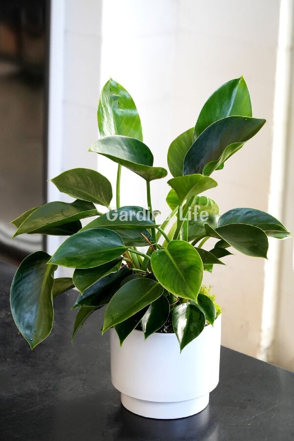 Green Princess Philodendron Fidesi  ( Philodendron Hederaceum ) - 4