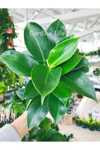 Green Princess Philodendron Fidesi  ( Philodendron Hederaceum ) - 5