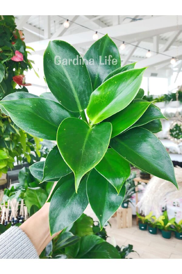 Green Princess Philodendron Fidesi  ( Philodendron Hederaceum ) - 5