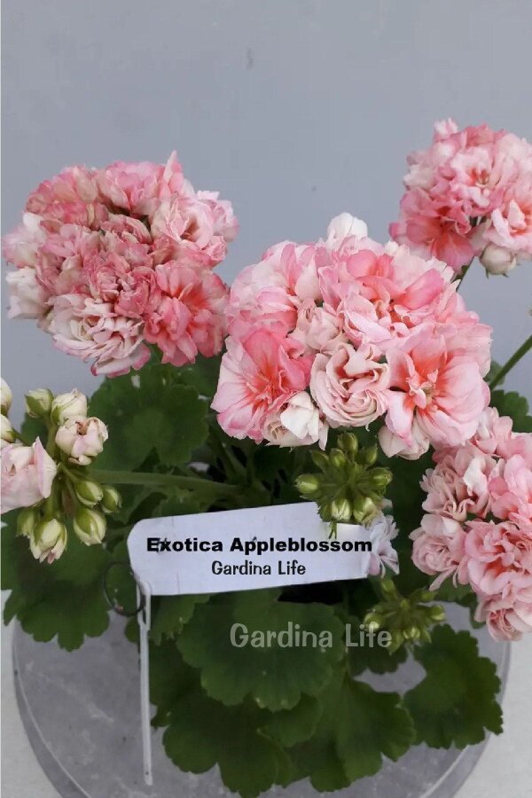 Apple Blossom Exotica Gül Sardunya Fidesi