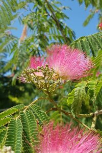 Gülibrişim Ipek Ağacı Fidesi  ( Albizia Julibrissin ) - 1