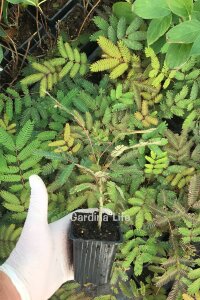 Gülibrişim Ipek Ağacı Fidesi  ( Albizia Julibrissin ) - 2