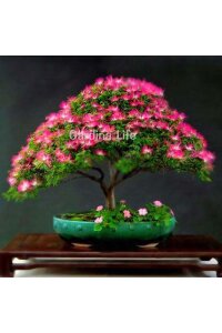 Gülibrişim Ipek Ağacı Fidesi  ( Albizia Julibrissin ) - 3