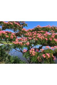 Gülibrişim Ipek Ağacı Fidesi  ( Albizia Julibrissin ) - 4