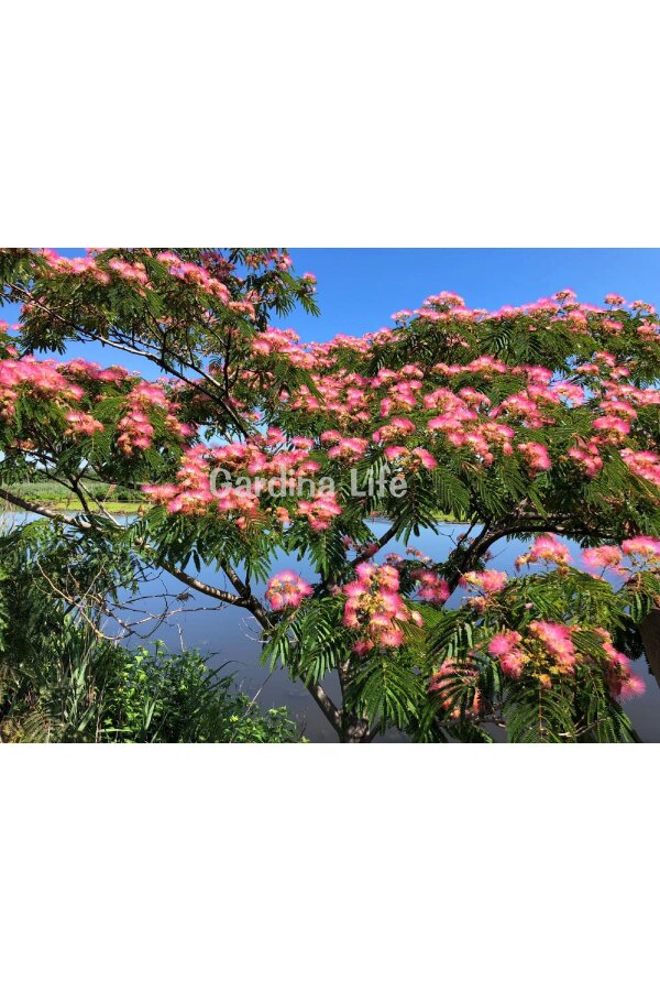 Gülibrişim Ipek Ağacı Fidesi  ( Albizia Julibrissin ) - 4