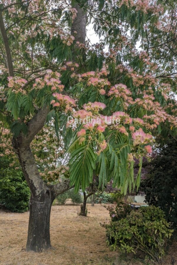 Gülibrişim Ipek Ağacı Fidesi  ( Albizia Julibrissin ) - 5