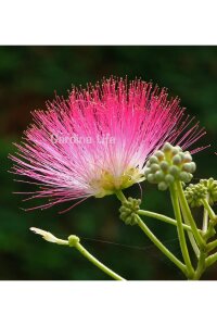 Gülibrişim Ipek Ağacı Fidesi  ( Albizia Julibrissin ) - 6