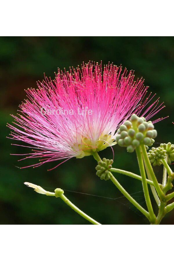 Gülibrişim Ipek Ağacı Fidesi  ( Albizia Julibrissin ) - 6