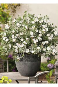 Gündüz Güzeli Fidanı Gümüş Çalısı ( Convolvulus Cneorum ) - 1