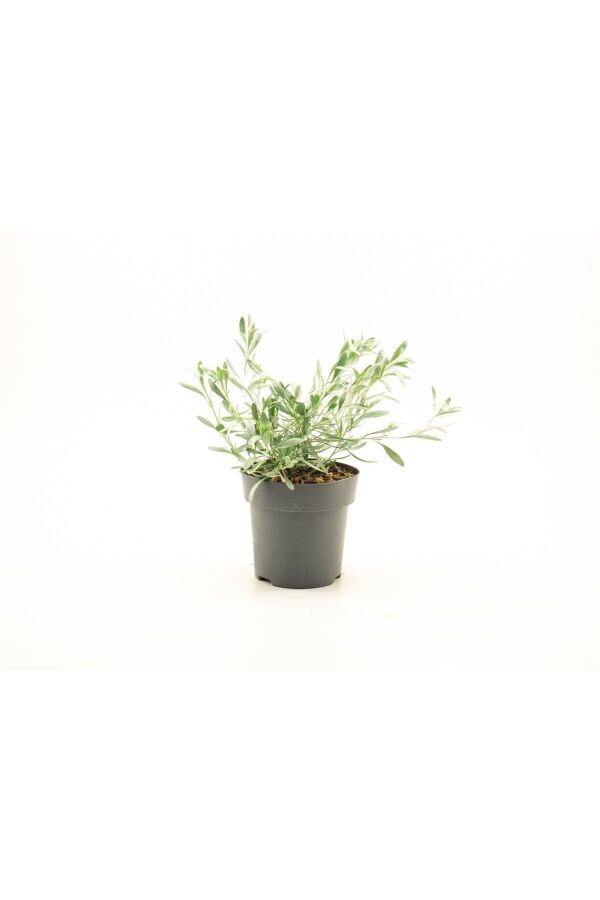 Gündüz Güzeli Fidanı Gümüş Çalısı ( Convolvulus Cneorum ) - 2
