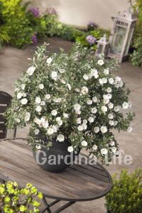 Gündüz Güzeli Fidanı Gümüş Çalısı ( Convolvulus Cneorum ) - 3