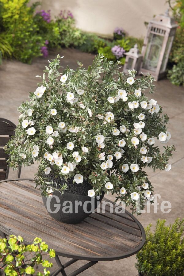 Gündüz Güzeli Fidanı Gümüş Çalısı ( Convolvulus Cneorum ) - 3
