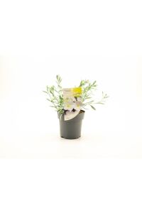Gündüz Güzeli Fidanı Gümüş Çalısı ( Convolvulus Cneorum ) - 4