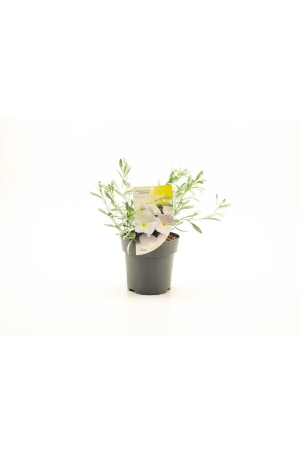 Gündüz Güzeli Fidanı Gümüş Çalısı ( Convolvulus Cneorum ) - 4