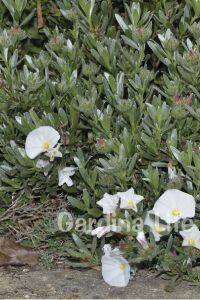 Gündüz Güzeli Fidanı Gümüş Çalısı ( Convolvulus Cneorum ) - 5