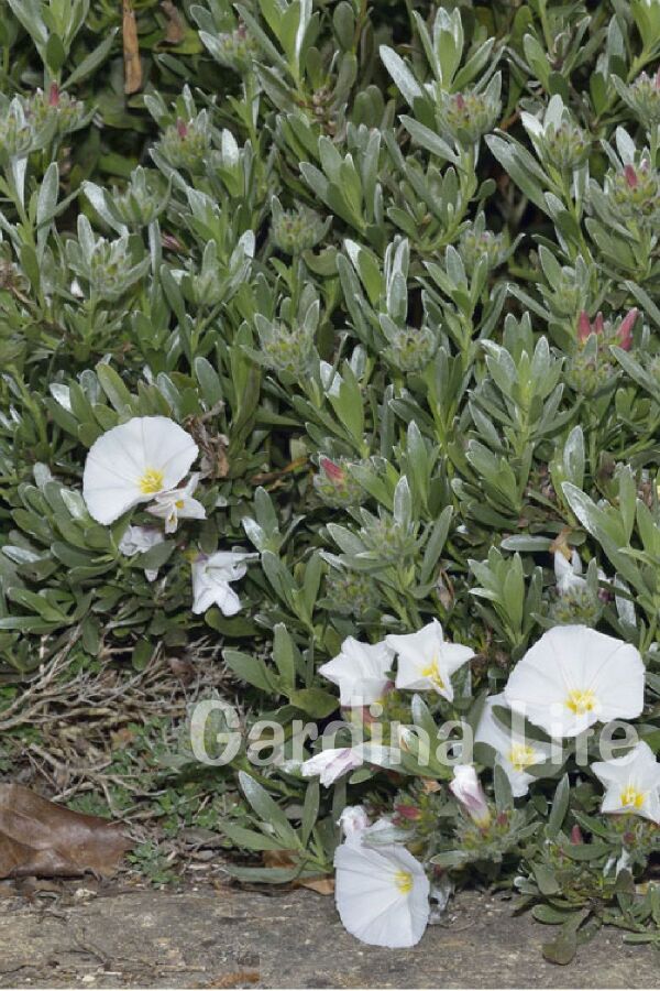 Gündüz Güzeli Fidanı Gümüş Çalısı ( Convolvulus Cneorum ) - 5