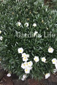 Gündüz Güzeli Fidanı Gümüş Çalısı ( Convolvulus Cneorum ) - 6
