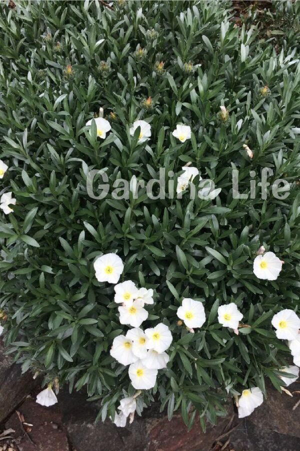 Gündüz Güzeli Fidanı Gümüş Çalısı ( Convolvulus Cneorum ) - 6