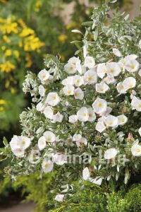 Gündüz Güzeli Fidanı Gümüş Çalısı ( Convolvulus Cneorum ) - 7