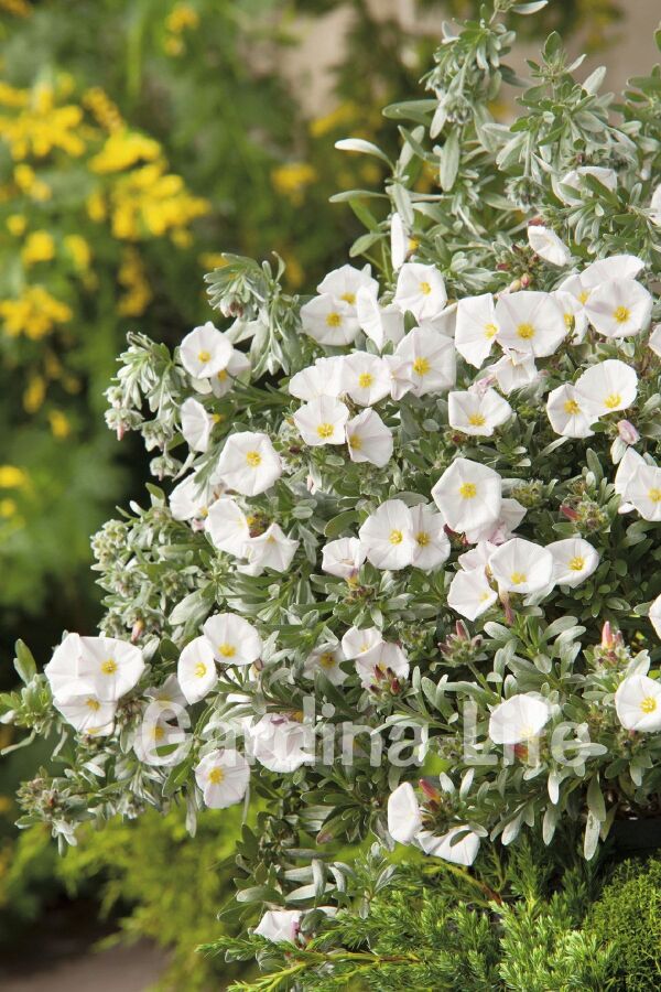 Gündüz Güzeli Fidanı Gümüş Çalısı ( Convolvulus Cneorum ) - 7
