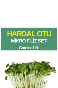 Hardal Mikro Filiz Seti - 1