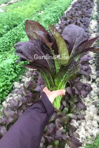 Hardal Otu Fidesi Fidesi 10 Adet - 4