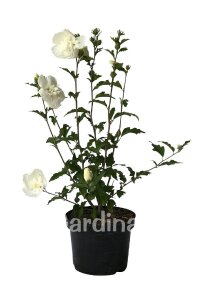 Hatmi  Fidanı Beyaz ( Hibiscus Syriacus White Chiffon ) - 1