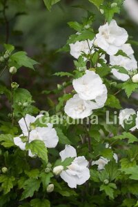 Hatmi  Fidanı Beyaz ( Hibiscus Syriacus White Chiffon ) - 3