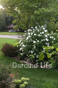 Hatmi  Fidanı Beyaz ( Hibiscus Syriacus White Chiffon ) - 4