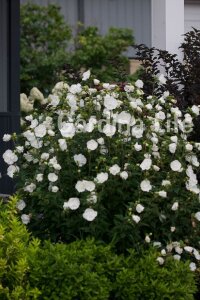 Hatmi  Fidanı Beyaz ( Hibiscus Syriacus White Chiffon ) - 5