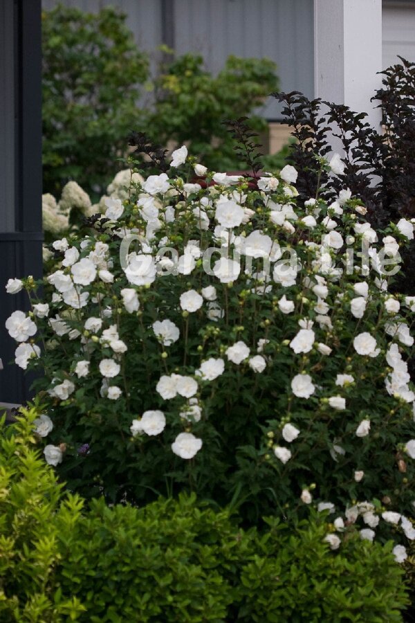 Hatmi  Fidanı Beyaz ( Hibiscus Syriacus White Chiffon ) - 5