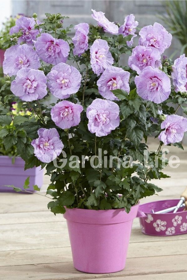 Hatmi  Fidanı Lavanta Rengi  ( Hibiscus Syriacus Lavender Chiffon )