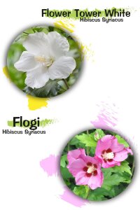 Hatmi  Fide Seti 2 Adet ( Pembe - Beyaz ) - 1