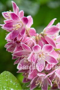Havlu Püskülü Fidanı ( Deutzia Hybrida Magicien ) - 1