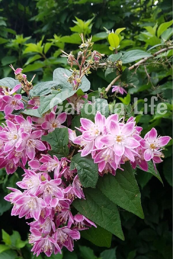 Havlu Püskülü Fidanı ( Deutzia Hybrida Magicien ) - 2