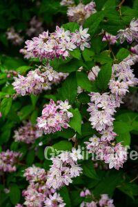 Havlu Püskülü Fidanı ( Deutzia Hybrida Magicien ) - 3
