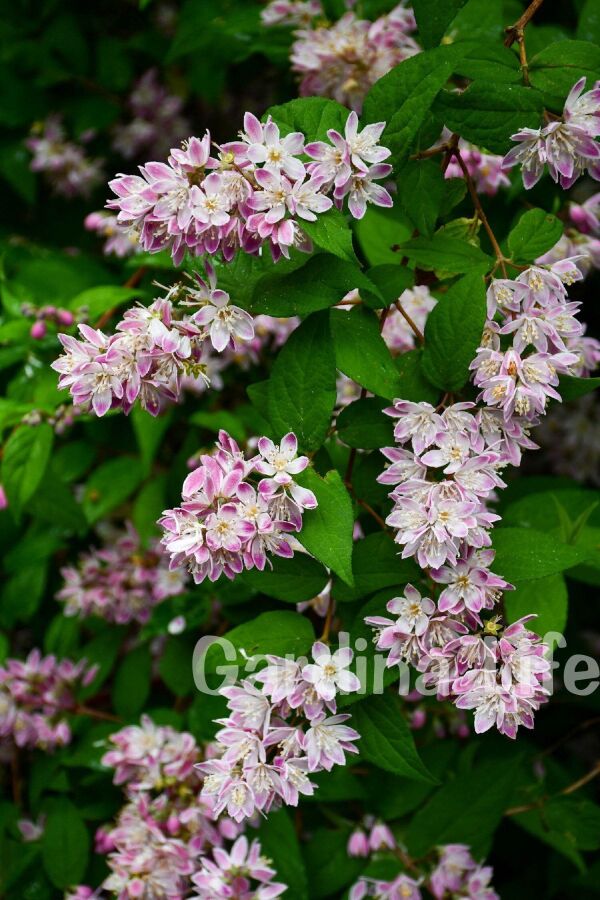 Havlu Püskülü Fidanı ( Deutzia Hybrida Magicien ) - 3