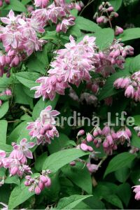 Havlu Püskülü Fidanı ( Deutzia Hybrida Magicien ) - 4