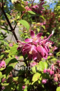 Havlu Püskülü Fidanı ( Deutzia Hybrida Magicien ) - 5